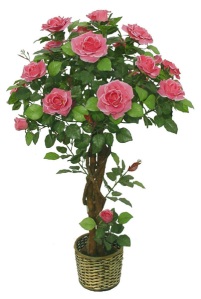 pohon mawar